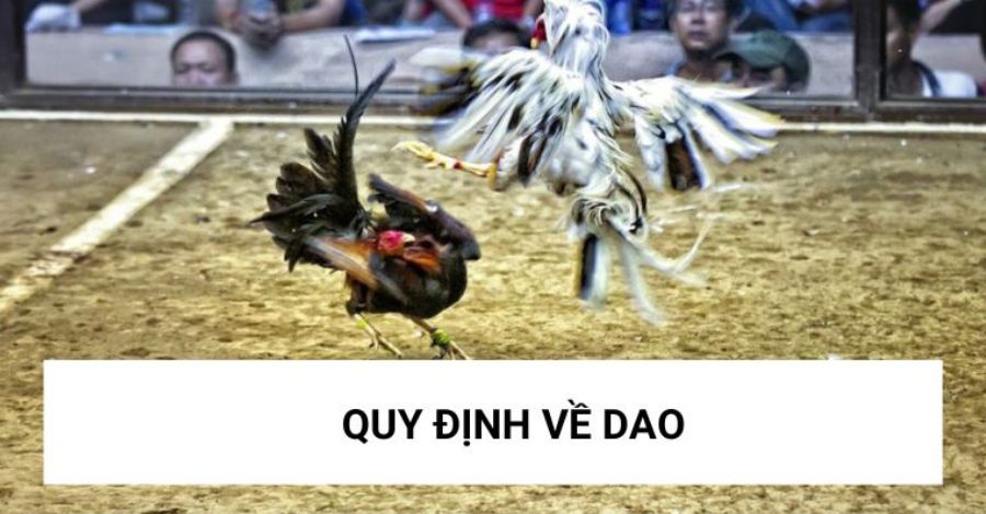 Quy định nghiêm ngặt của chiến kê dùng dao