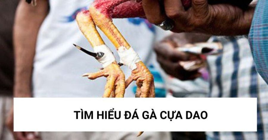 Tìm hiểu về đá gà bằng cựa dao