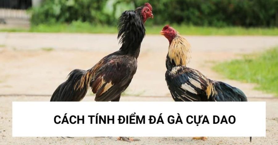 Cách tính điểm của loại hình đá gà sử dụng cựa dao