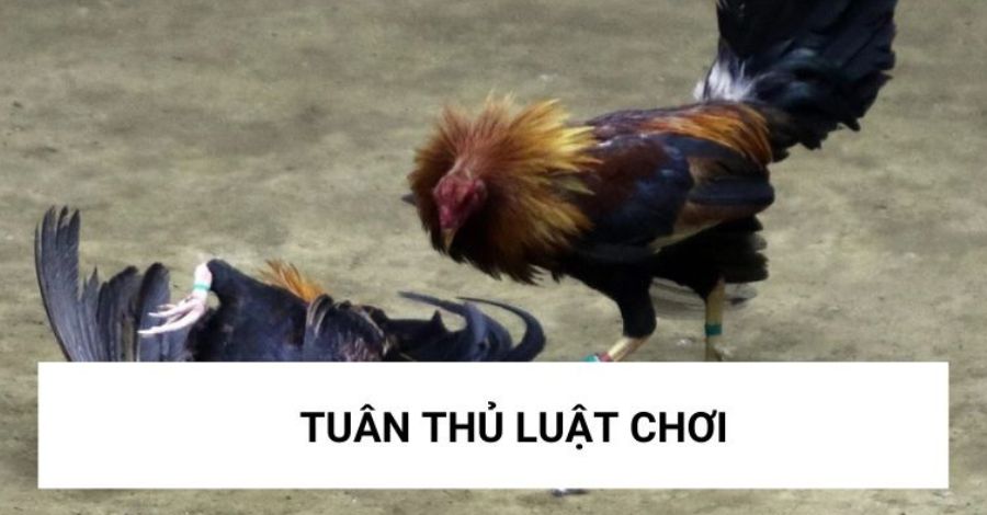 Các bạn cần tuân thủ luật chơi